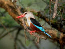 Grey-headed Kingfisher